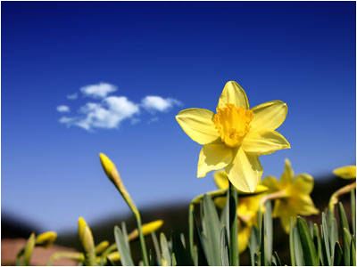 spring